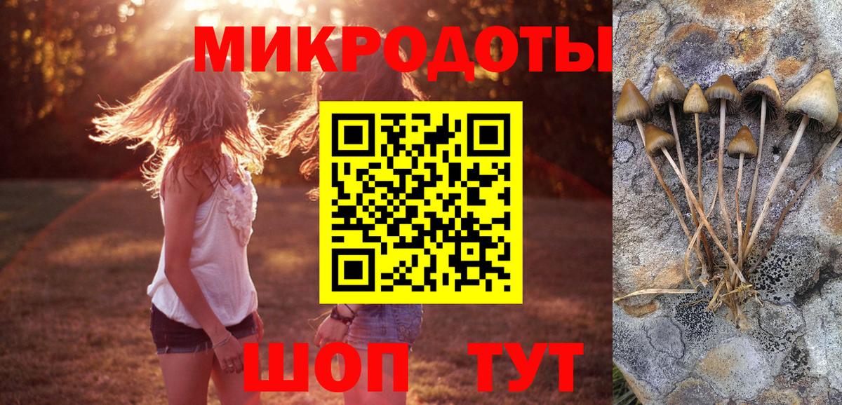 Псилоцибиновые грибы Cubensis Канаш